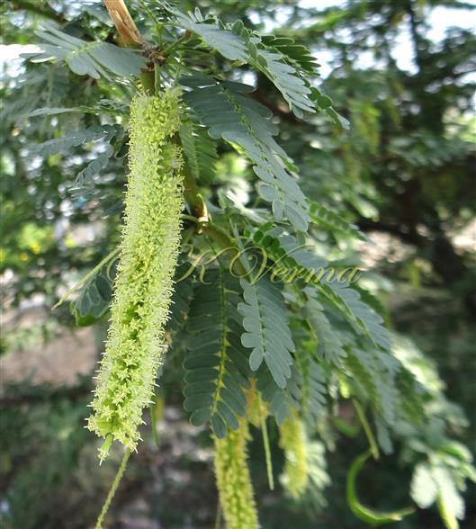  Inflorescence